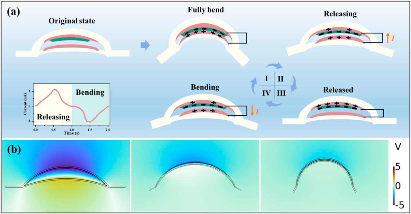 (a) The working mechanism of FA-Sensor. (b) The potential distribution simulation in three typical states of a whole cycle.