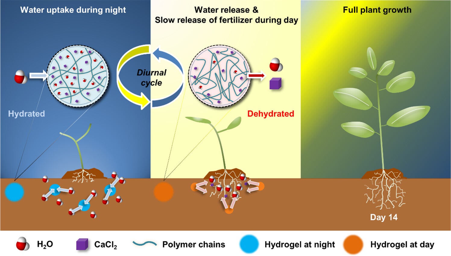 SISRH facilitates a slow-release of nutrients and can achieve ∼40% water savings, significantly reducing the need for frequent irrigation and ensuring robust crop development.
