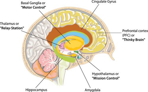The brain's cerebral cortex 