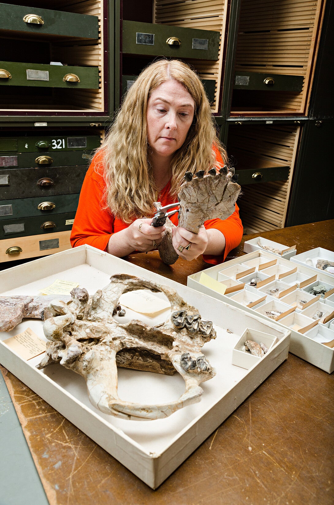 Kate Lyons examines a pantodont (Coryphodon radians) specimen at a Smithsonian Institution. The fossil dates to about 12 million years after the extinction of non-avian dinosaurs.