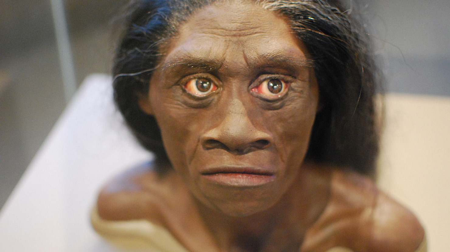 Homo floresiensis: The collective evidence, along with the biogeography of Indonesia, lends support to the hypothesis that Homo floresiensis might still exist. 