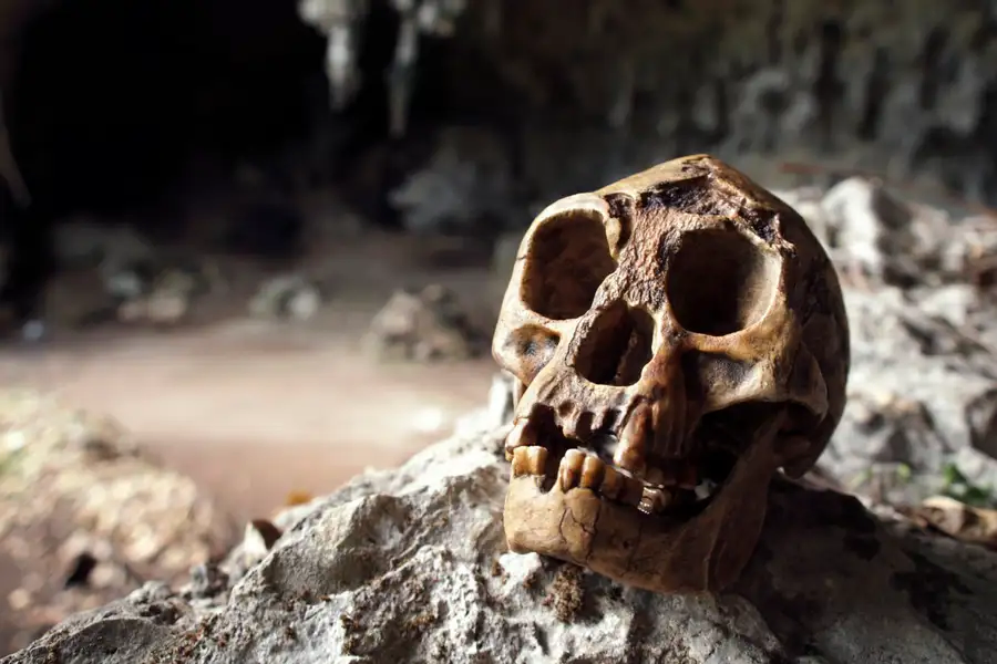 The skull of Homo floresiensis.