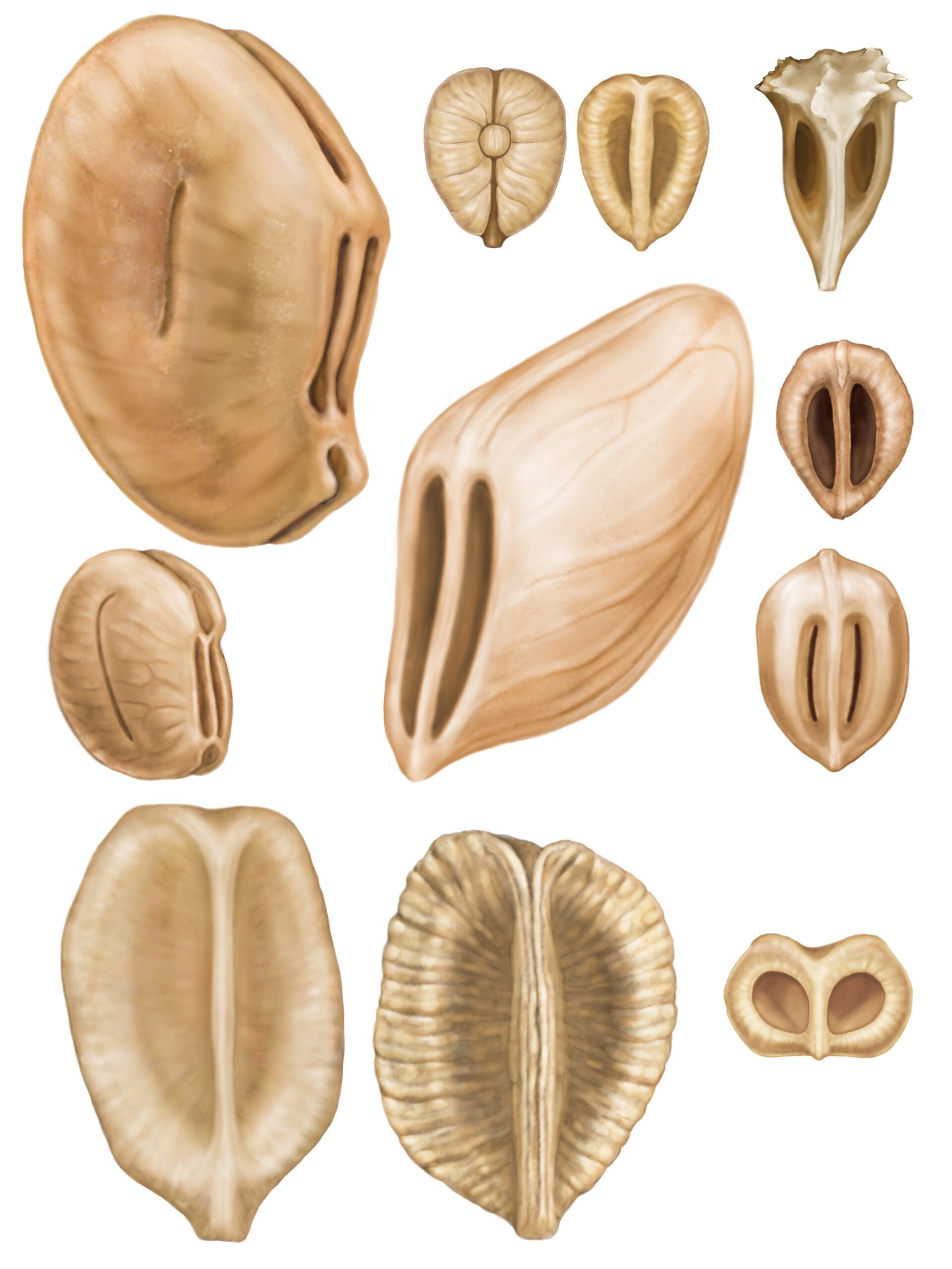 Artistic representation of 60 to 20 million year old neotropical grape seeds.