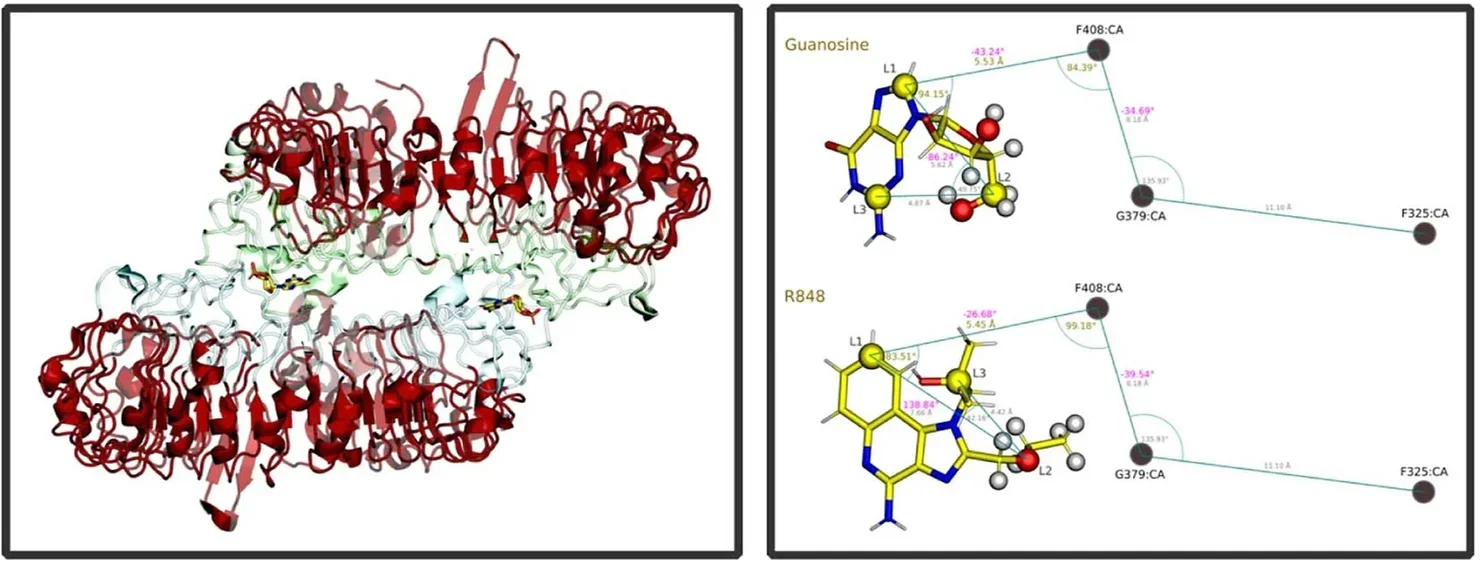 TLR7 structure 6IF5. Regions in red were restrained through all simulations with a harmonic restraint of force constant 5 kcal/mol/Å2.
