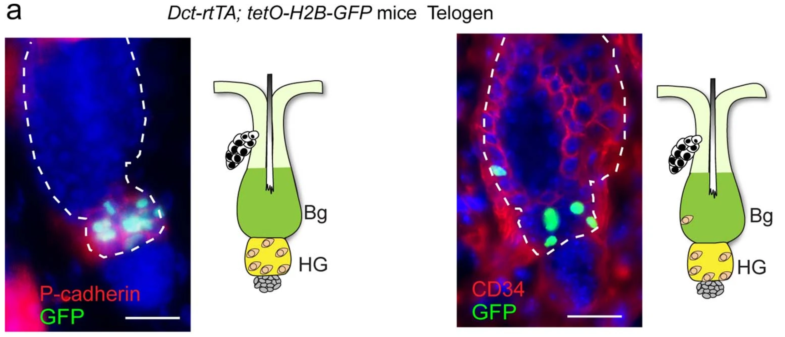 McSCs primarily reside in P-cadherin+ HG and occasionally in CD34+ bulge at telogen.