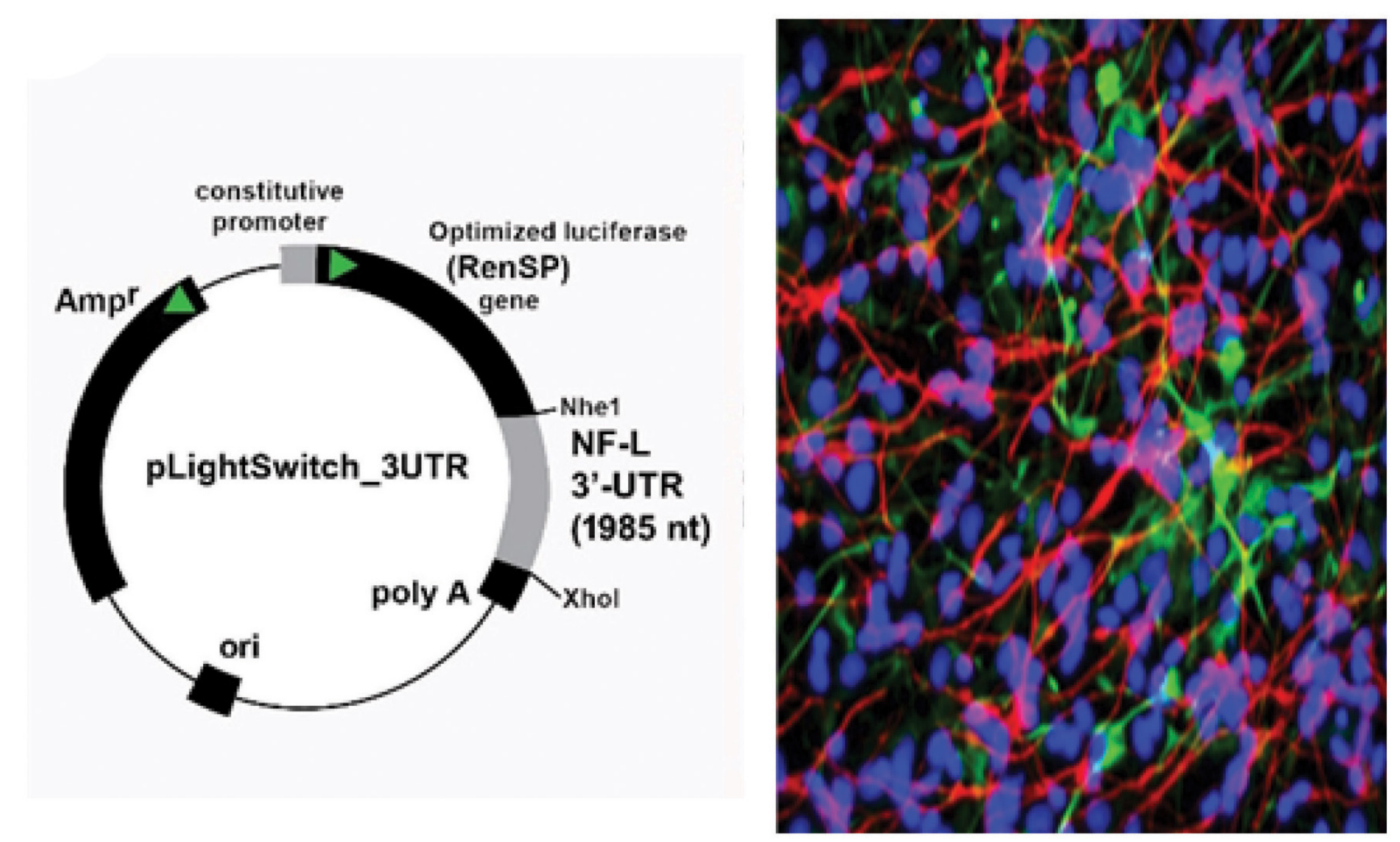 Analysis of the hsa-miRNA-30b-5p (miRNA-30b) interaction with the Homo sapien NF-L 3'-UTR.
