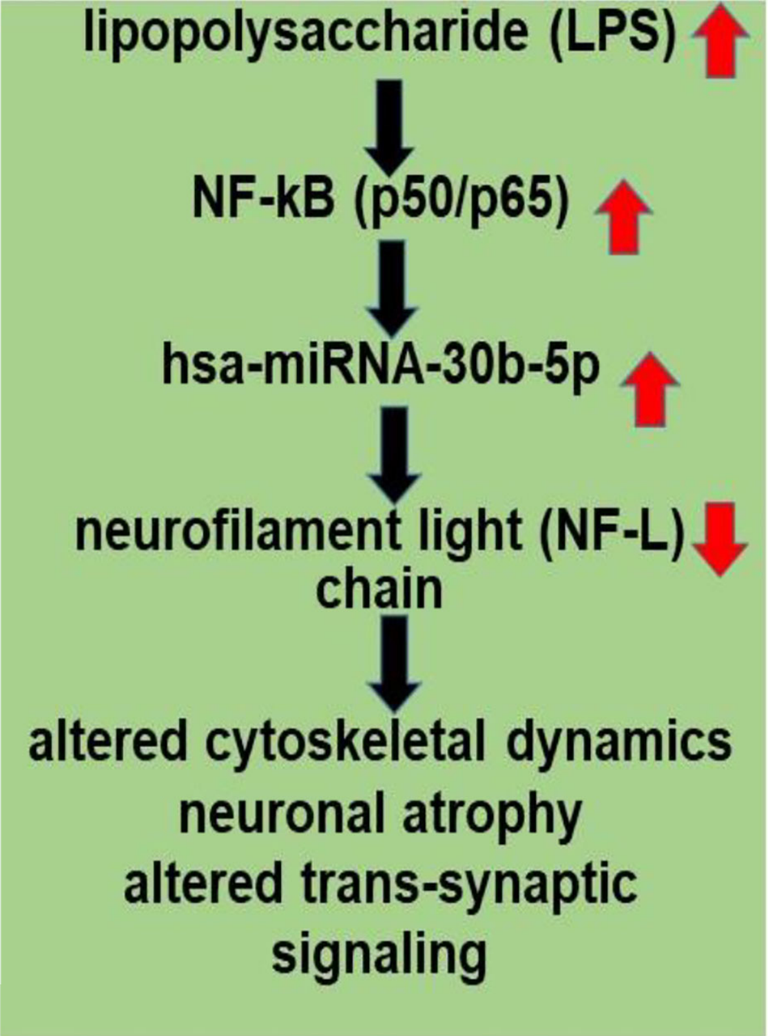 LPS, present in brain cells affected with AD, has an inhibitory effect on NF-L expression.