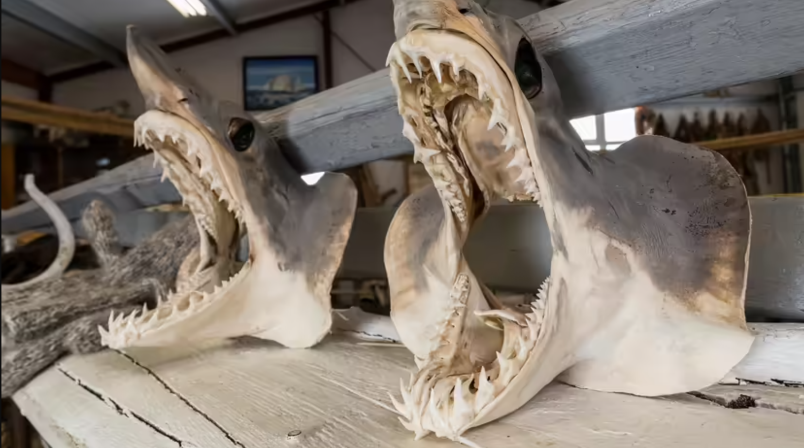 Skulls of Greenland sharks (Somniosus microcephalus) on display at Bjarnarhoefn, a museum dedicated to life on the Snaefellsnes Peninsula, Iceland.
