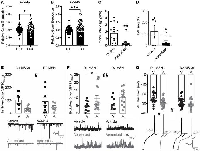 Apremilast reduces binge-like drinking behavior through increasing excitability of D1, but not D2, MSNs