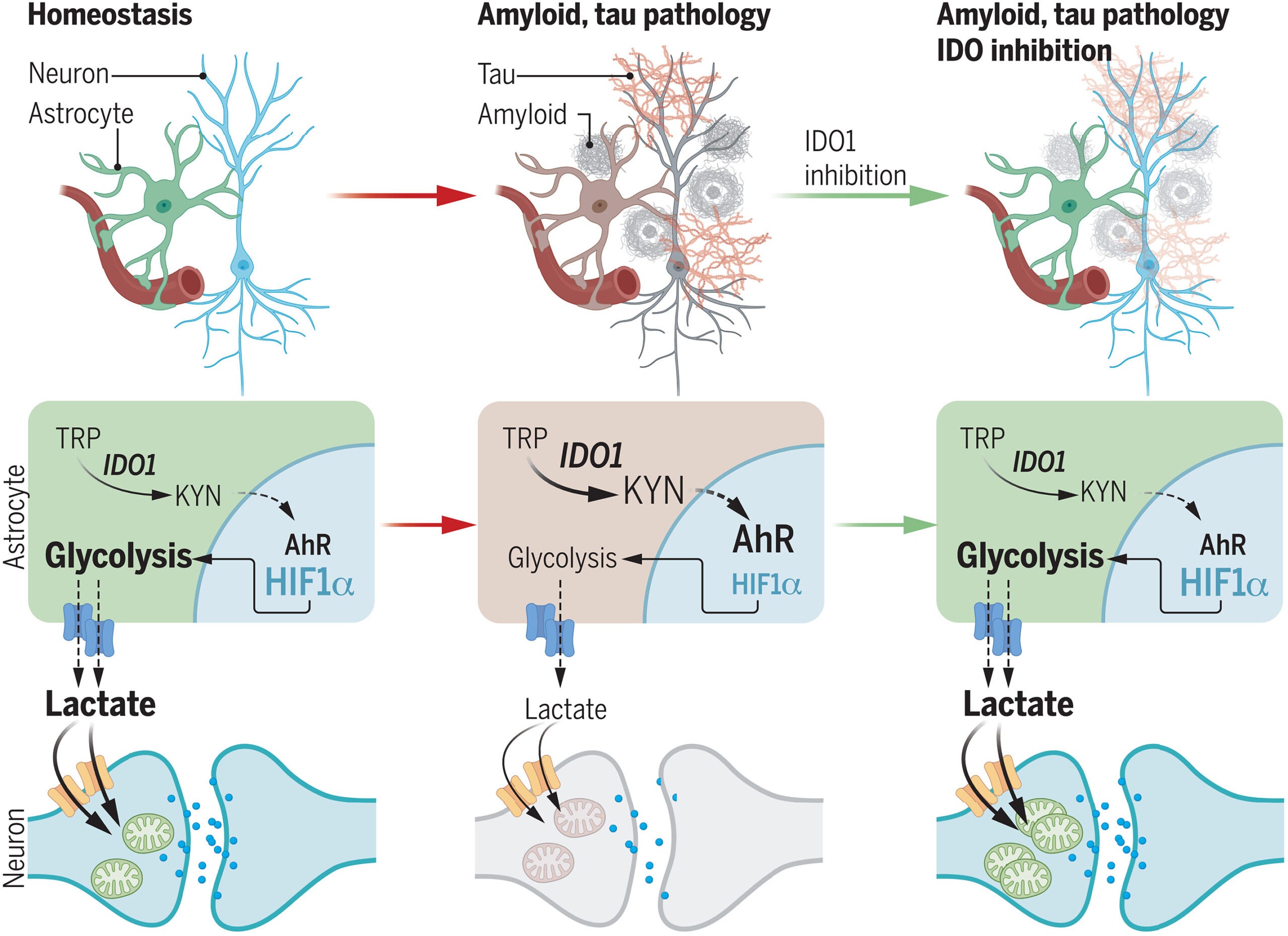 Mechanism of action of astrocytic IDO1 activity across AD pathologies.