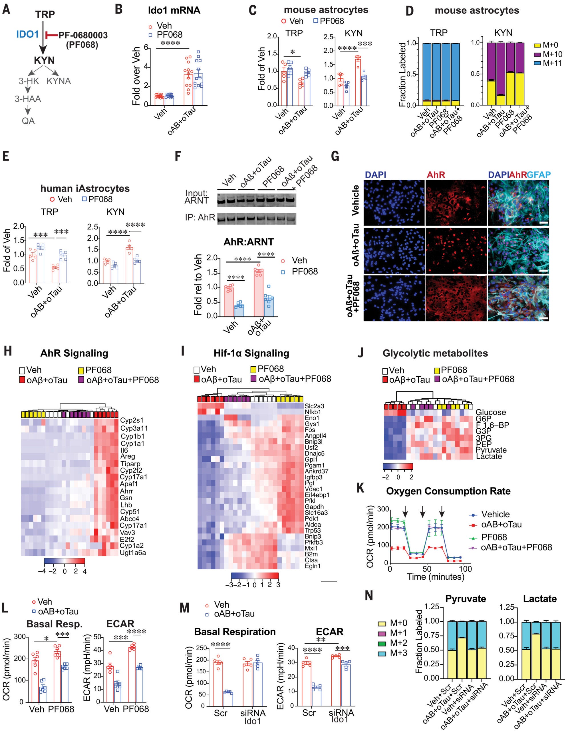 Activation of astrocytic IDO1 in response to Aβ42 and tau oligomers suppresses astrocytic glycolysis.