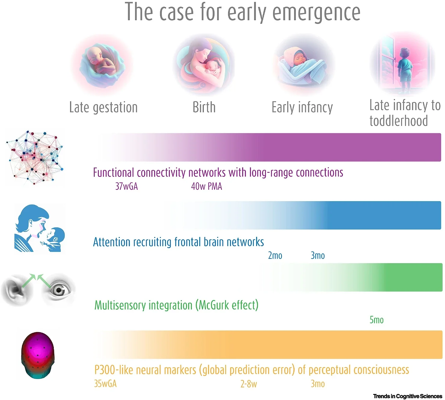 The most compelling evidence for early emergence comes from studies of: (i) functional connectivity networks in fetuses [143.] and newborns [40.,41.]; (ii) attention in young infants [53.,144.]; (iii) multisensory integration in young infants (namely, the McGurk effect) [59.,60.]; and (iv) global neural prediction errors in fetuses [65.], newborns [64.], and young infants [63.]. 