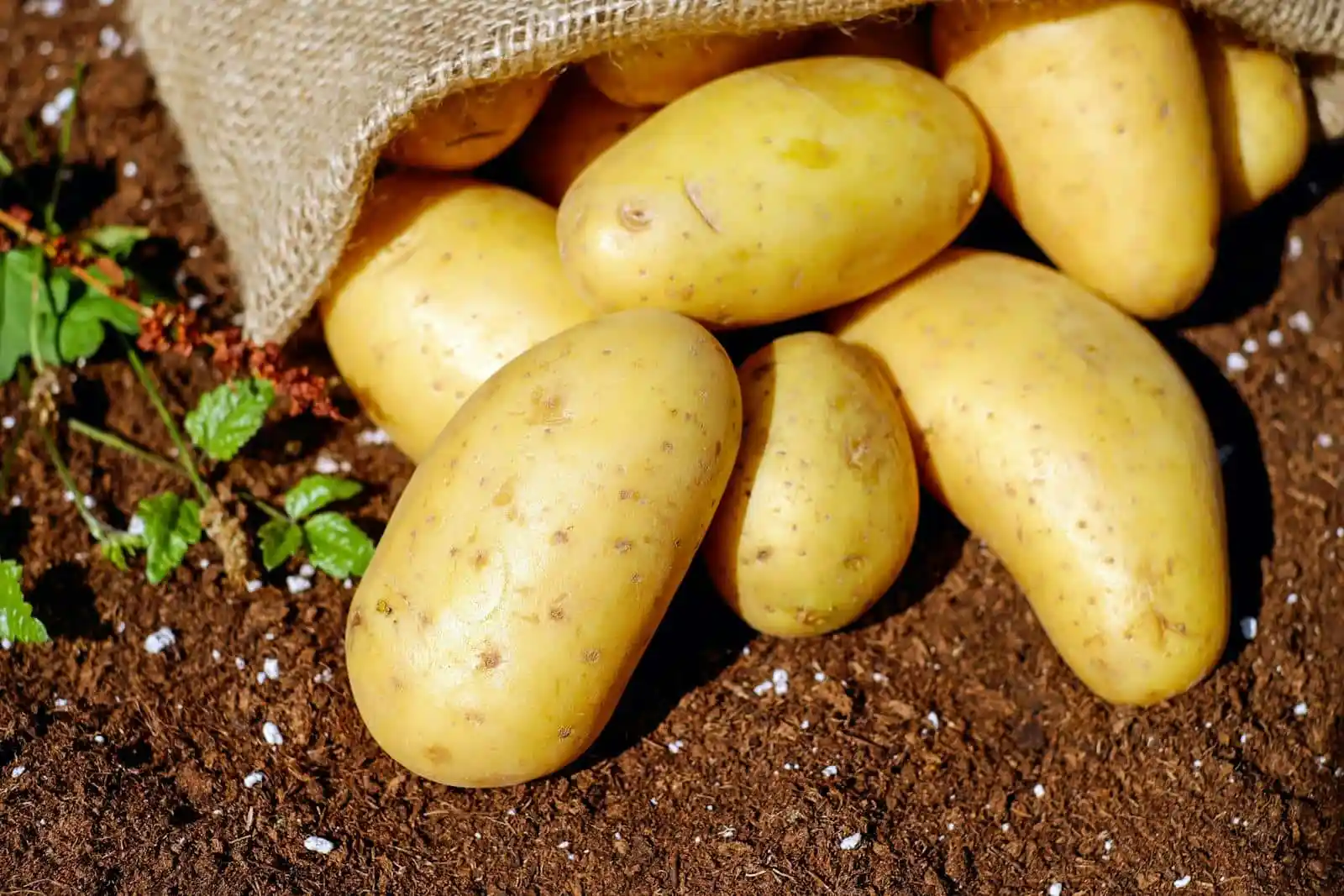 The results from our study provide evidence that white potatoes can be healthfully incorporated in the diet of individuals with Type 2 diabetes. 
