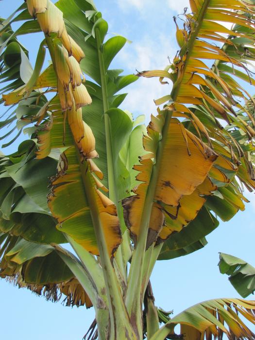 Fusarium wilt of banana is currently decimating the Cavendish banana—the world’s most popular commercially available banana. Once present in a banana field, the fungus cannot be eradicated, making future production of Cavendish bananas almost impossible.

