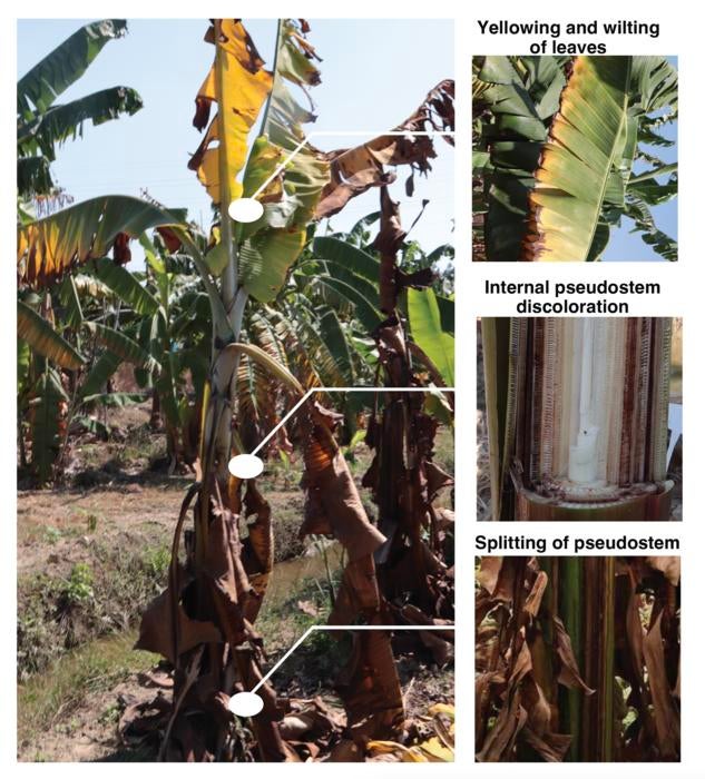 Fusarium wilt of banana (FWB) caused by Fusarium oxysporum f. sp. Cubense (Foc) tropical race 4 (TR4) with external symptoms of FWB in Cavendish banana.

