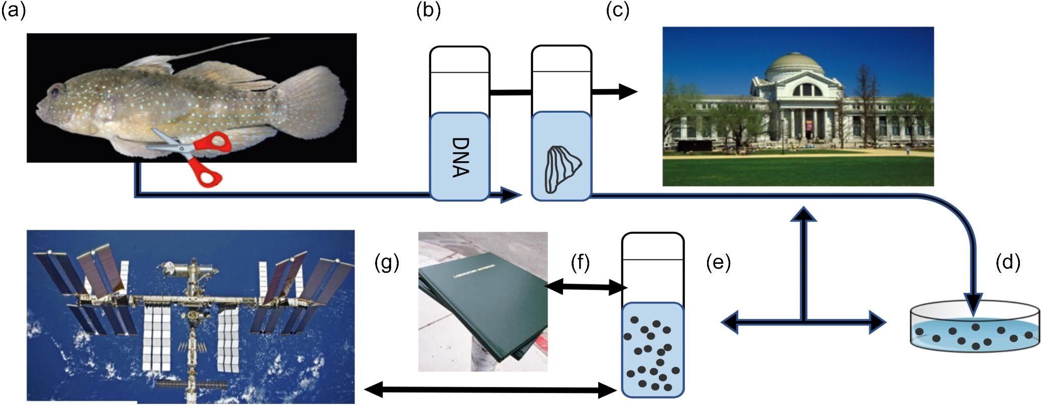 The proposed flow diagram to create cryopreserved cells and test them in space.