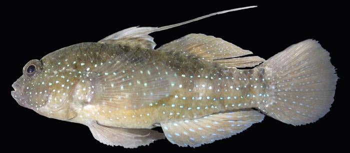 Scientists cryopreserved skin samples from a starry goby, a common reef fish. The samples will undergo radiation exposure testing to prepare for biological material to be sent to the moon.

