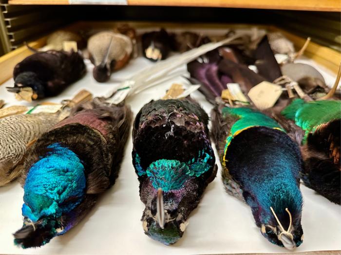 Birds-of-paradise in the Field Museum's collections

