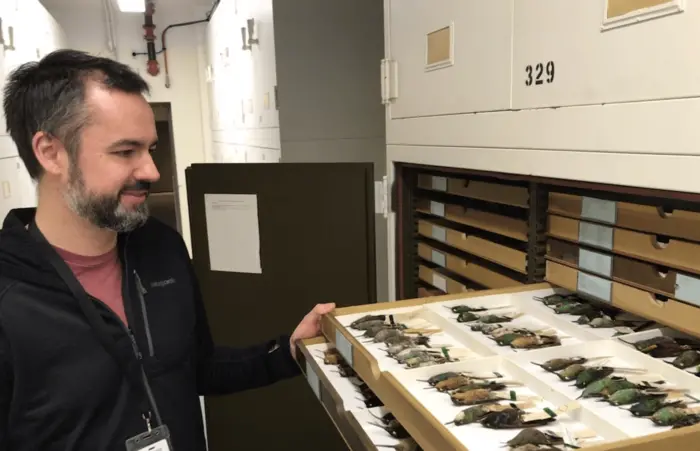 Lead author Chad Eliason with hummingbirds in the Field Museum's collections.

