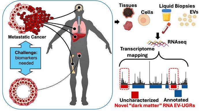 Researchers at Icahn Mount Sinai found a new class of RNA in blood nanoparticles, potentially paving the way for less invasive cancer diagnosis. They used next-generation RNA sequencing and other innovative tools to develop a cost-effective liquid biopsy test to isolate and identify these novel RNA types.
