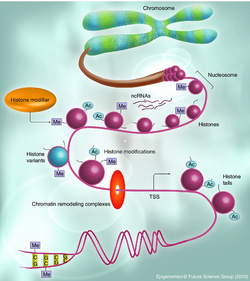 The epigenome is characterized by the complex interactions of DNA methylation, chromatin remodelling complexes, histone modifications, histone variants, histone modifying enzymes and other factors like ncRNAs. DNA methylation is present all throughout the genome except at promoter regions, CpG islands and possibly enhancers.