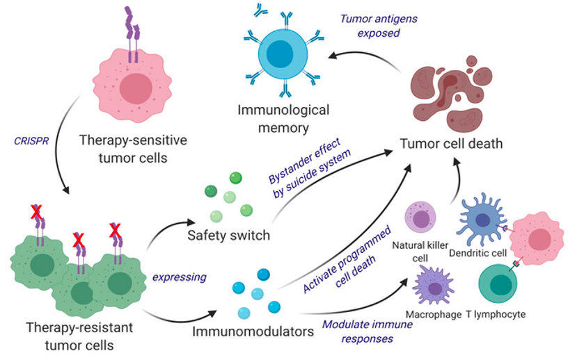 Scientists developed a bifunctional therapeutic strategy by transforming living tumor cells into a therapeutic.