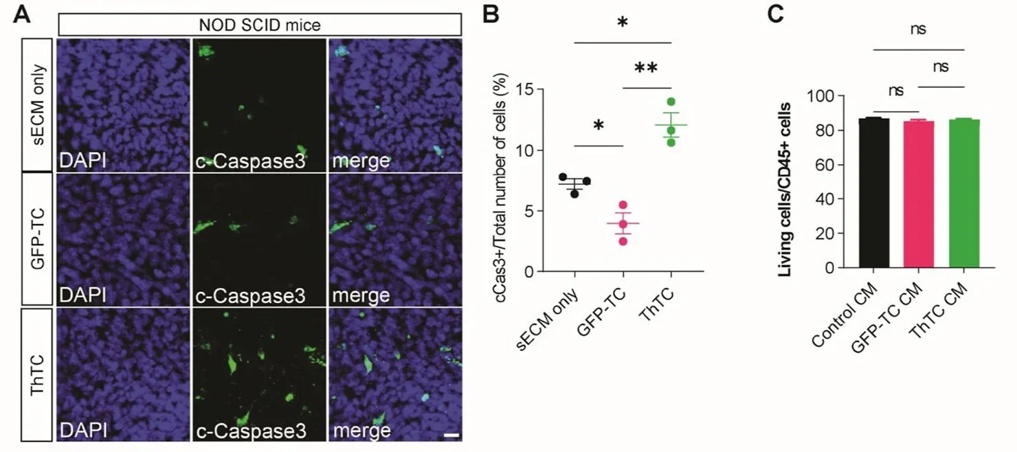 ThTC promotes apoptosis in the resection cavity of immunodeficient mice.  Representative immunofluorescence staining images showing c-Caspase3+ cells in the resection cavity of NOD SCID mice.