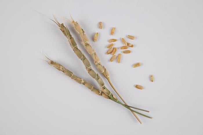 Aegilops tauschii - one of the wild grasses that gave rise to wheat