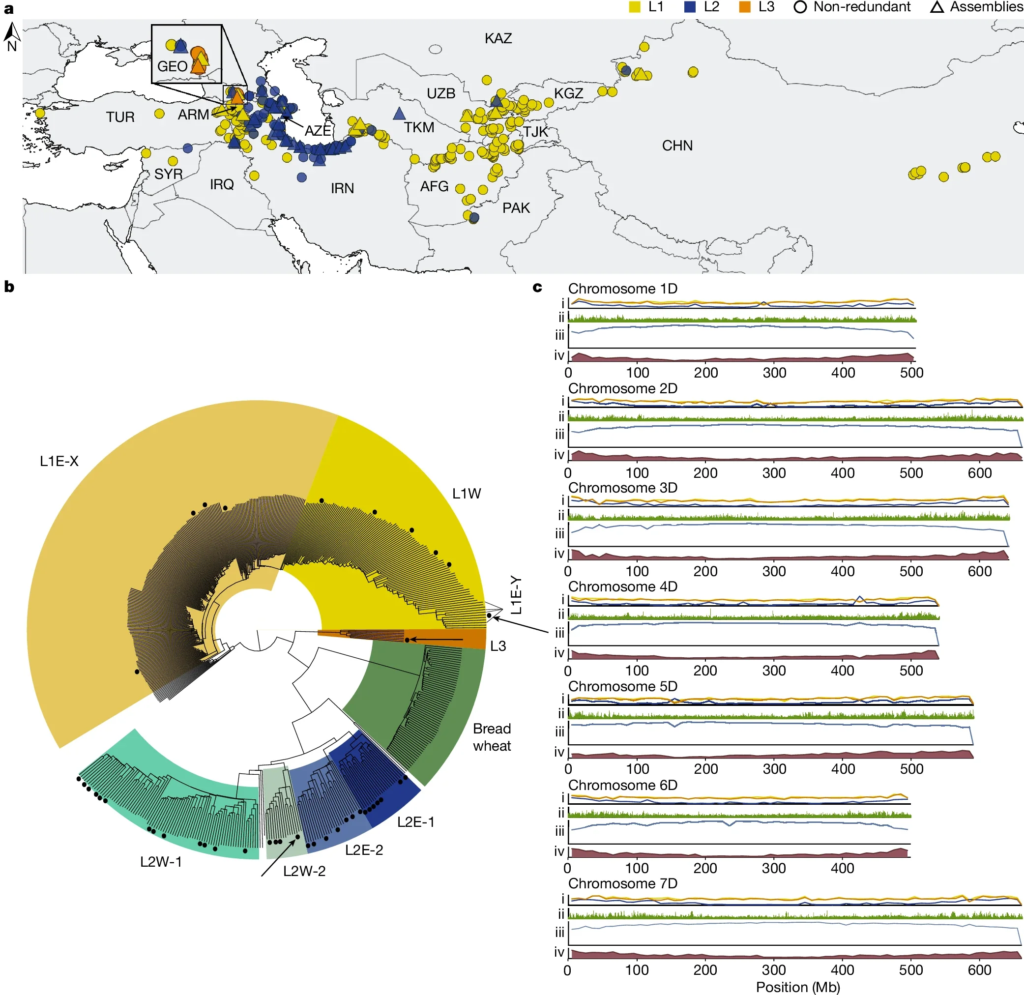 The Ae. tauschii diversity panel and genomes.
