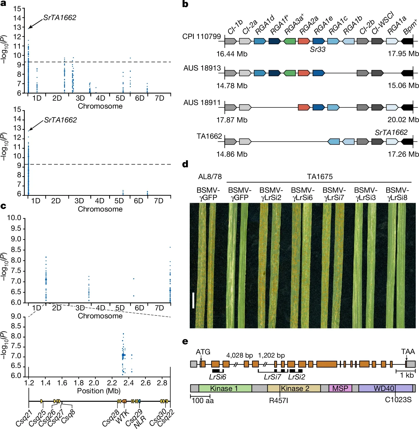 Haplotype analyses and cloning of a disease resistance gene.