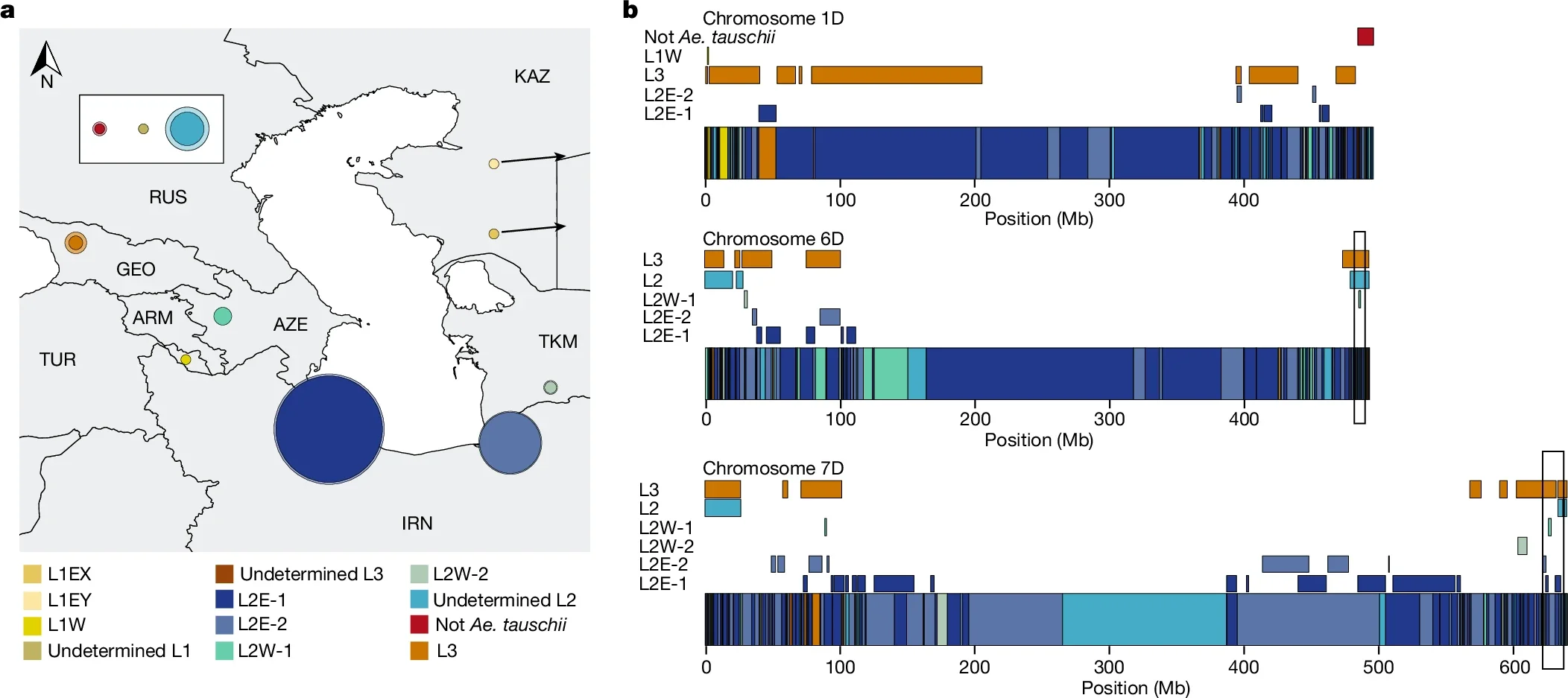 Different Ae. tauschii subpopulations contributed to the hexaploid wheat D genome.