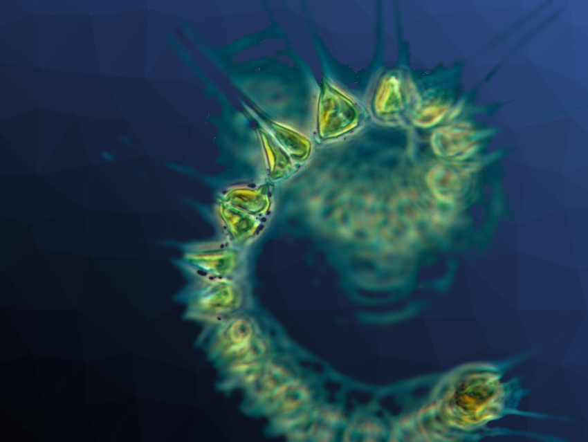 Technology pulls in phytoplankton and bugs and other potential living creatures from the ocean.