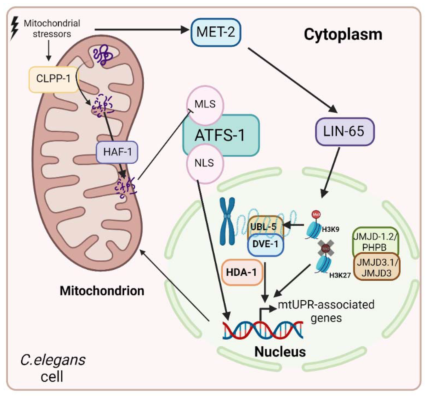 When mitochondrial stressors are present, the proteolytic complex CLPP-1 is activated, causing the degradation of proteins to smaller peptides.