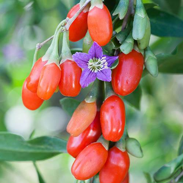 Goji berries in the wild.