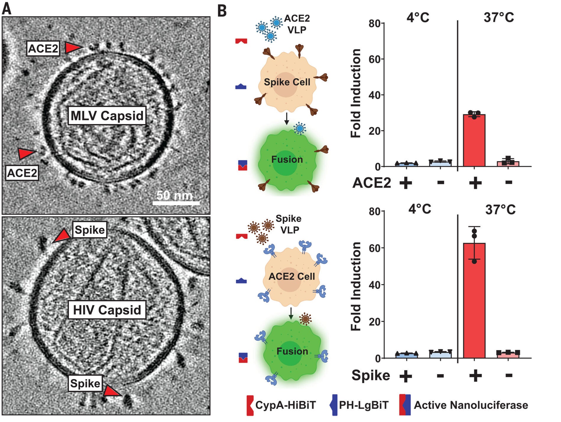 SARS-CoV-2 spike-ACE2 complexes and fusion intermediates captured at membrane-membrane interfaces.