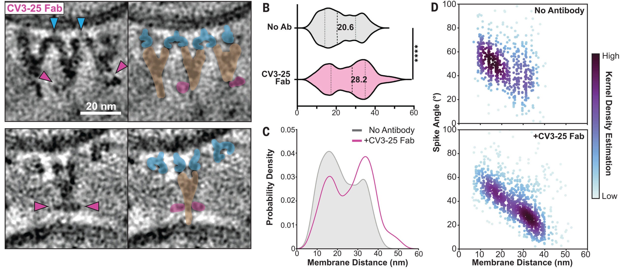 Spikes are cross-linked by ACE2 dimers in membranes.