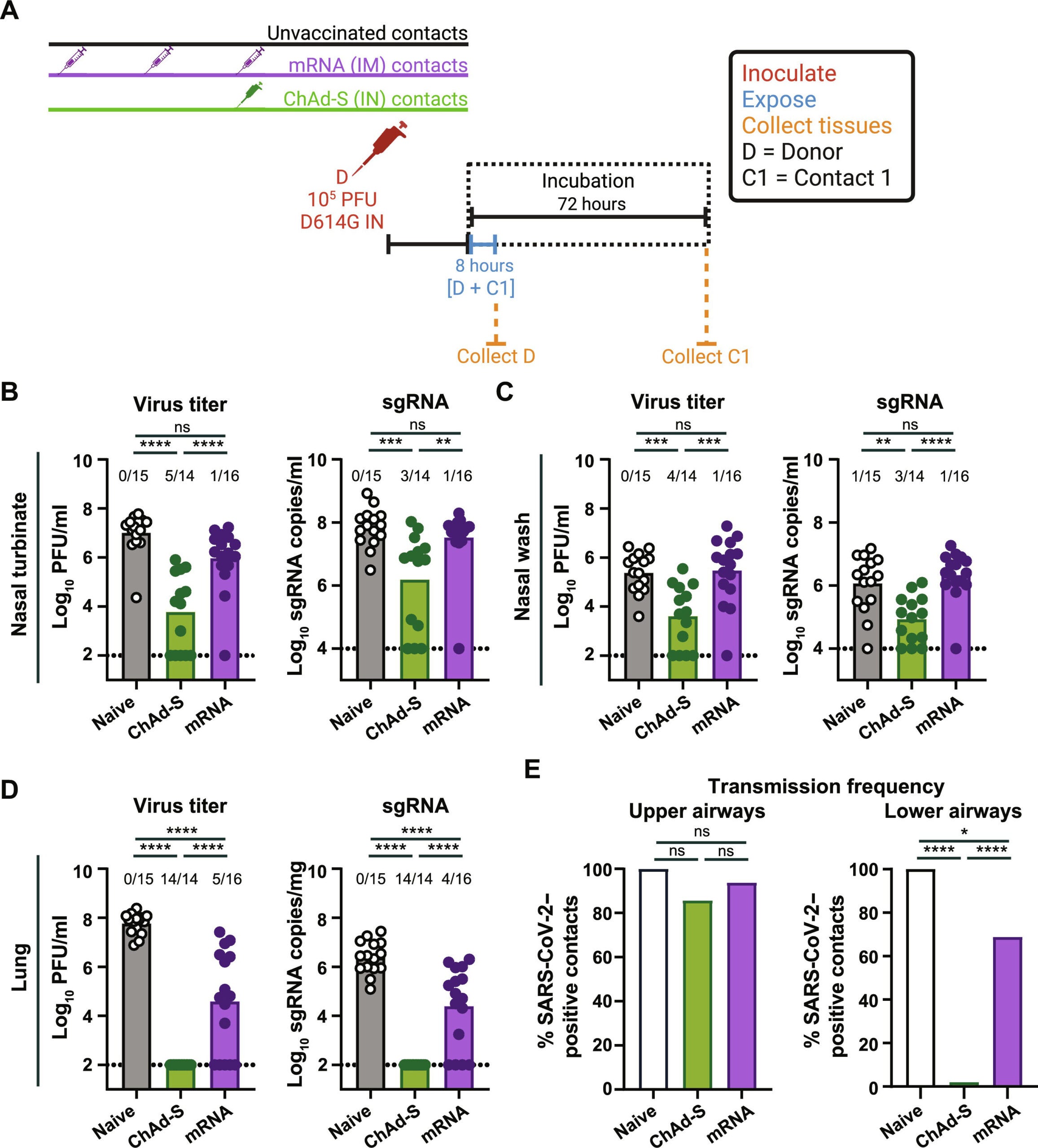 Mucosal vaccination reduces virus load in the upper and lower airways after airborne SARS-CoV-2 exposure.