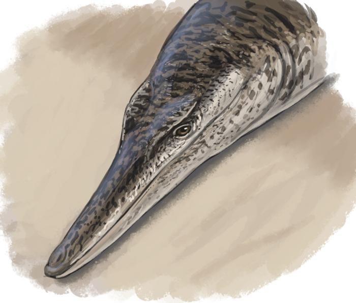 Enalioetes life reconstruction by Joschua Knüppe

