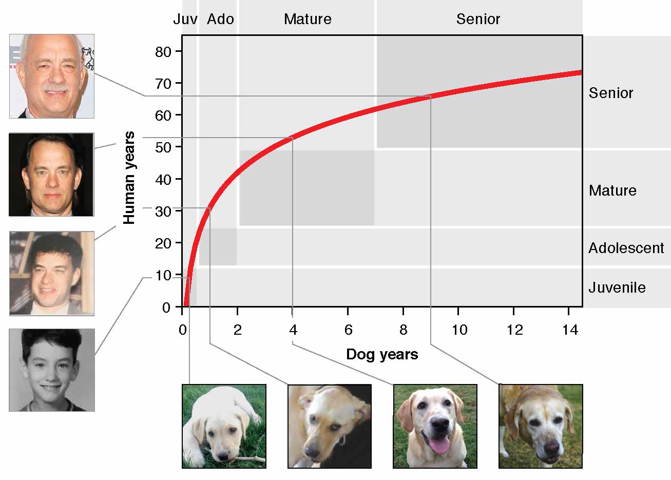 Dog Age Calculator. 