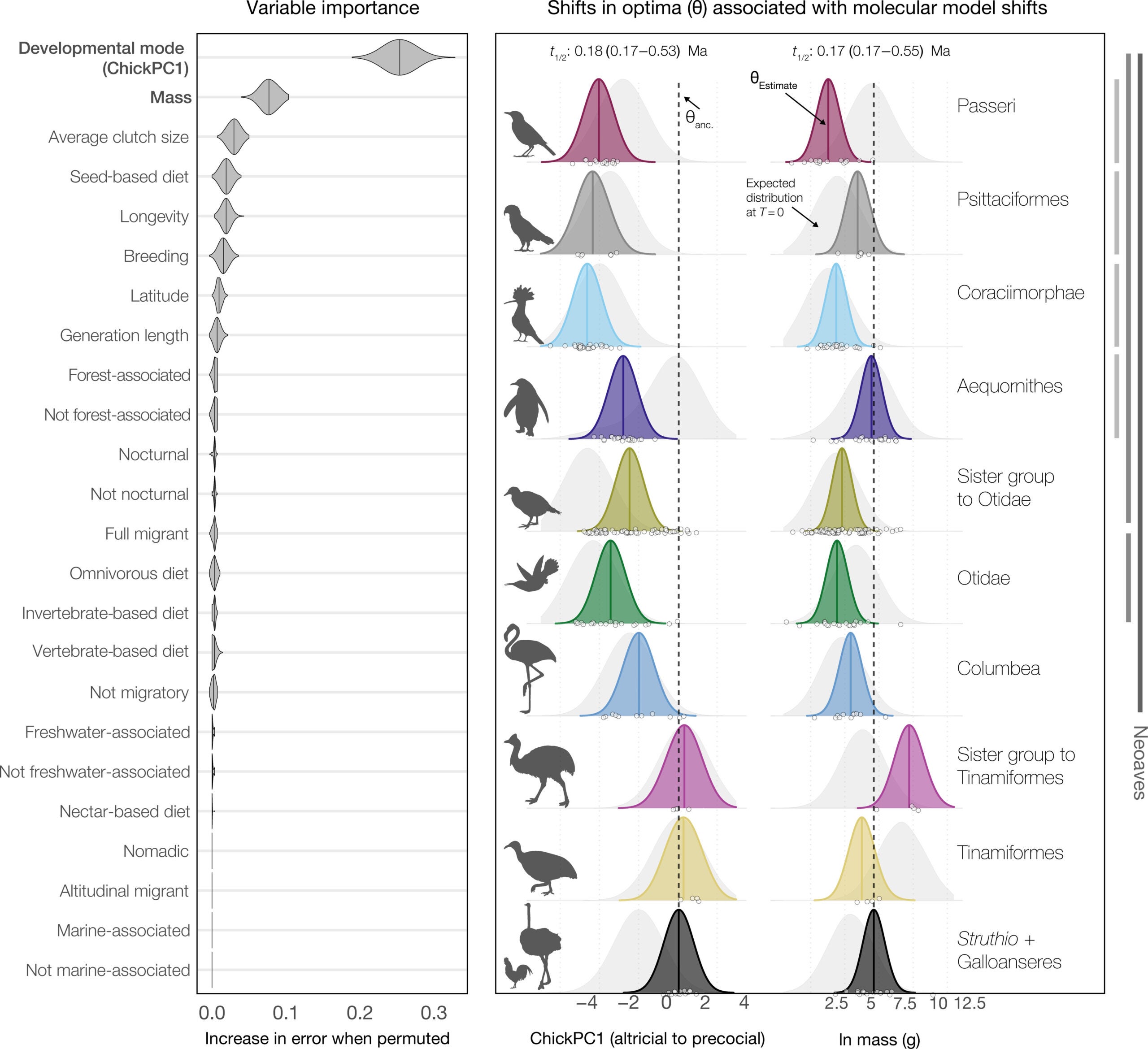 Life-history traits associated with inferred molecular model shifts.
