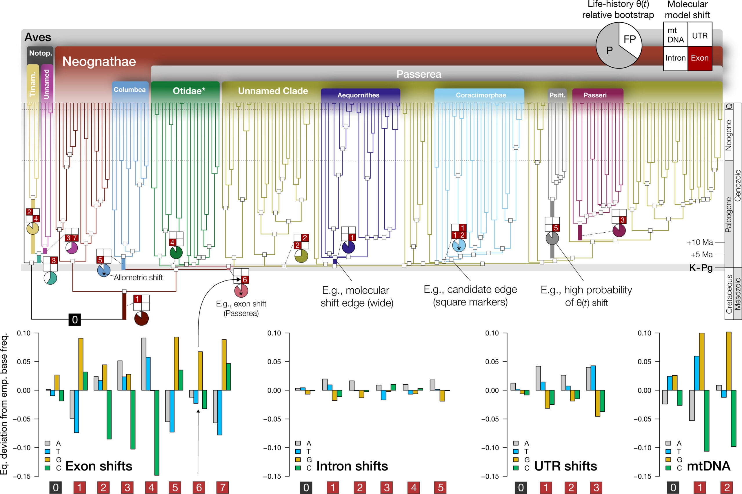 Inferred model shifts across phylogenomic and life-history data.