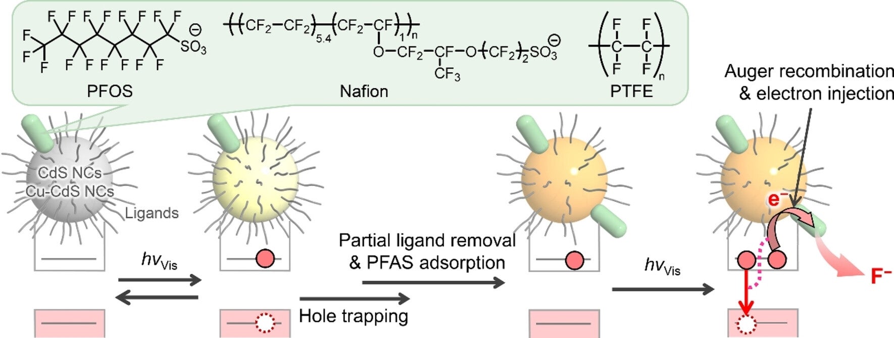 Plausible reaction mechanism of visible-light-induced defluorination of PFAS by semiconductor NCs.