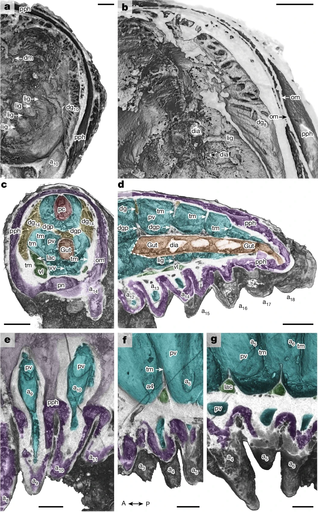 Internal anatomy of Youti yuanshi.