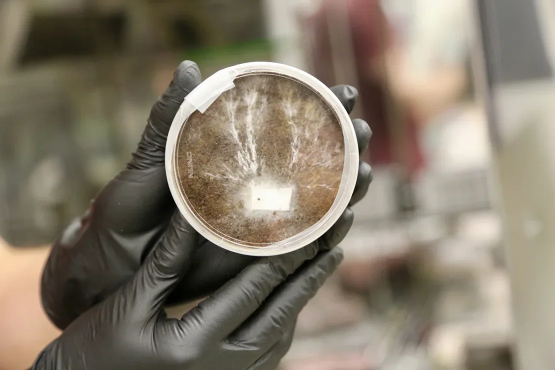 A petri dish containing mycelia Lynn.