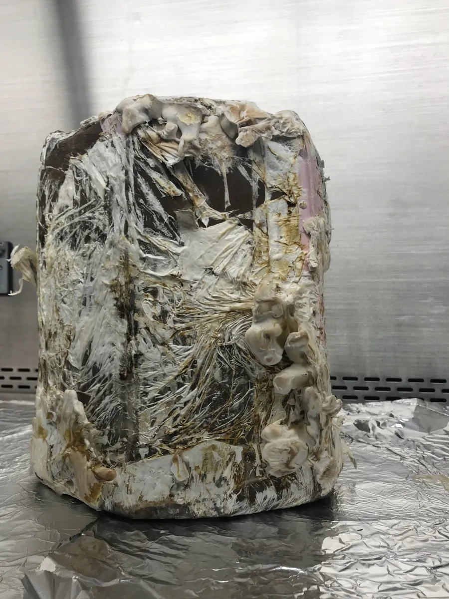 A stool constructed out of mycelia after two weeks of growth. The next step is a baking process process that leads to a clean and functional piece of furniture.