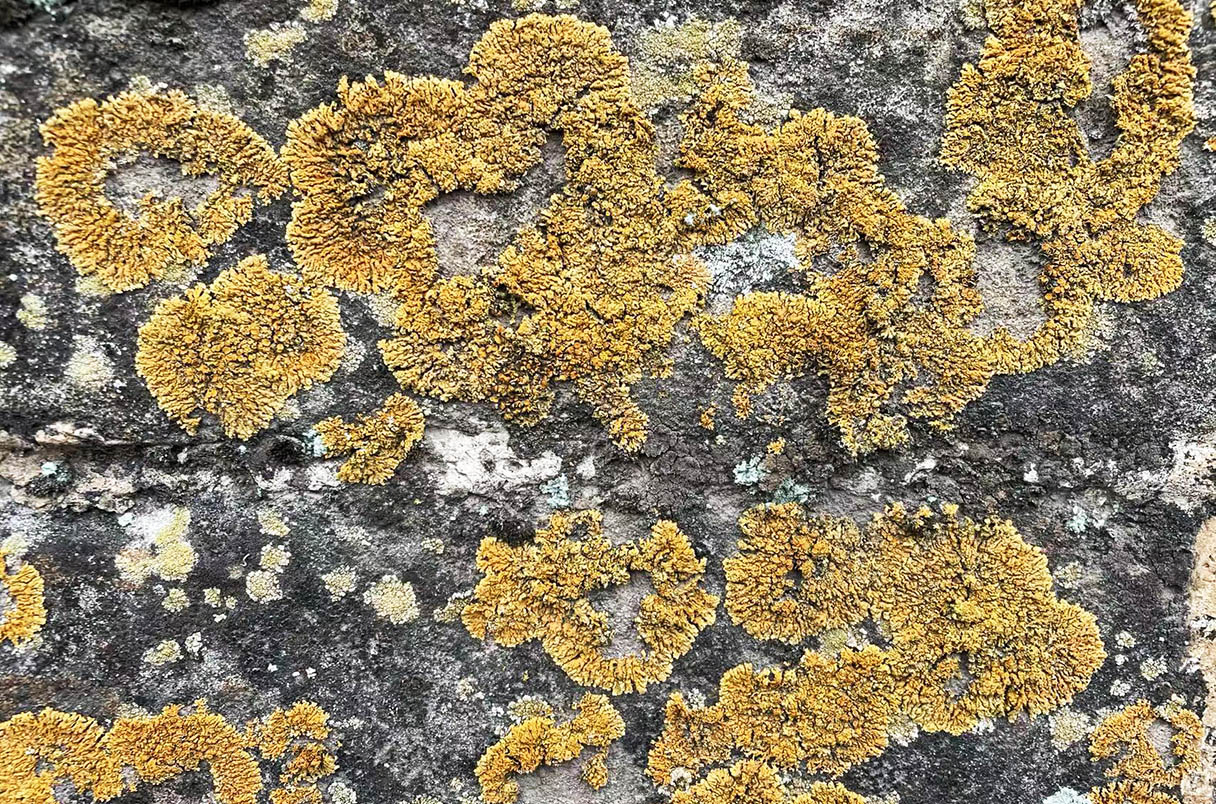 Moss and other organisms thrive on sections of the Great Wall of China made of compacted soil. 