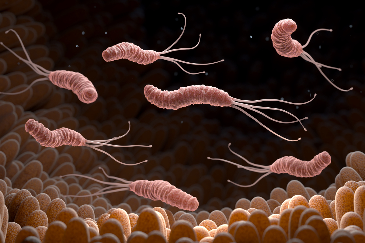 Helicobacter pylori (H. pylori) infection increased the risk of Alzheimer's disease in people aged 50 and older.