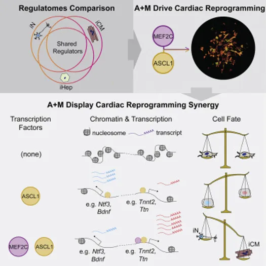 Ascl1 and Mef2c induce cardiac reprogramming with high efficiency and maturity.