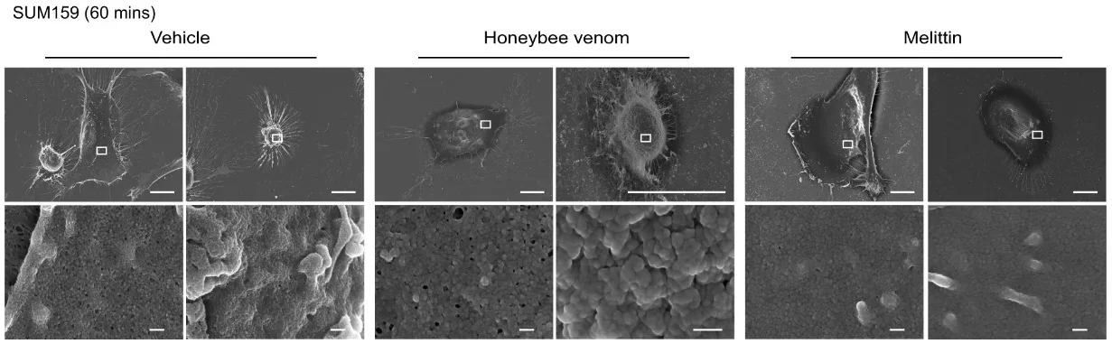 Scanning electron microscopy of SUM159 cells treated with the IC50 of honeybee venom (5.58 ng/µL) and the IC50 of melittin (4.24 ng/µL) over 1 h, with two representative images shown for each treatment group. 