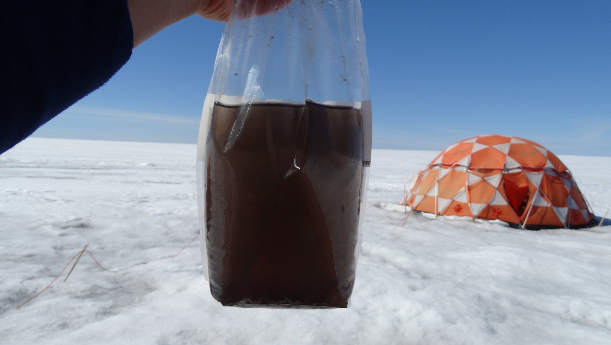 One of the samples in which Laura Perini found giant virusses. At first glance it looks like dirty water, but the bag is teeming with microorganisms, one of those being the ice algae that darkens the ice. 